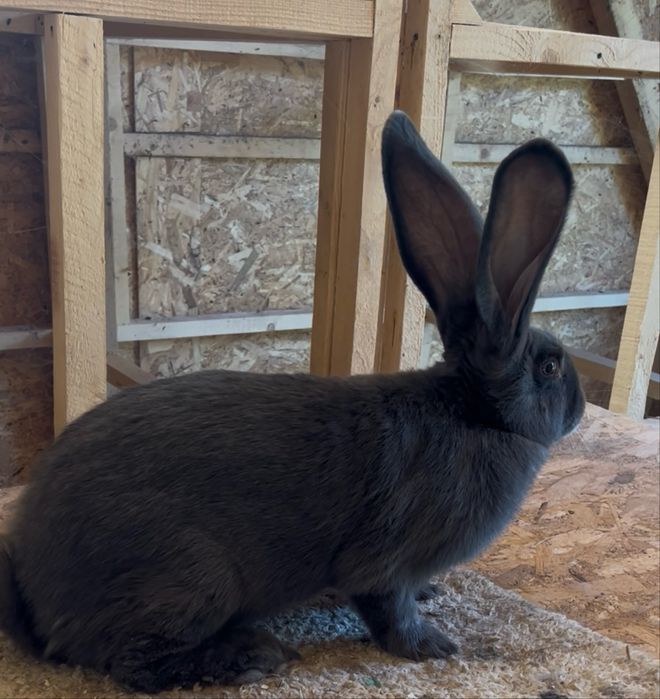 Vând urias german albastru