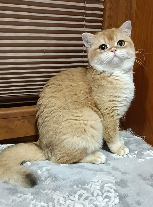 Продаётся девочка 7 месяцев британка окрас шоколадное золото bу12.