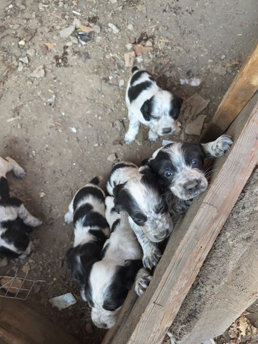 Русский сапиель.