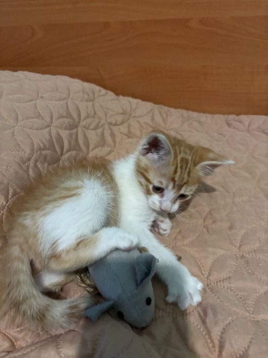 Подарявам мъжко коте