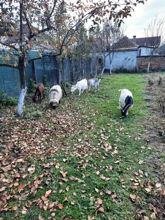 Vând 4 capre gestande