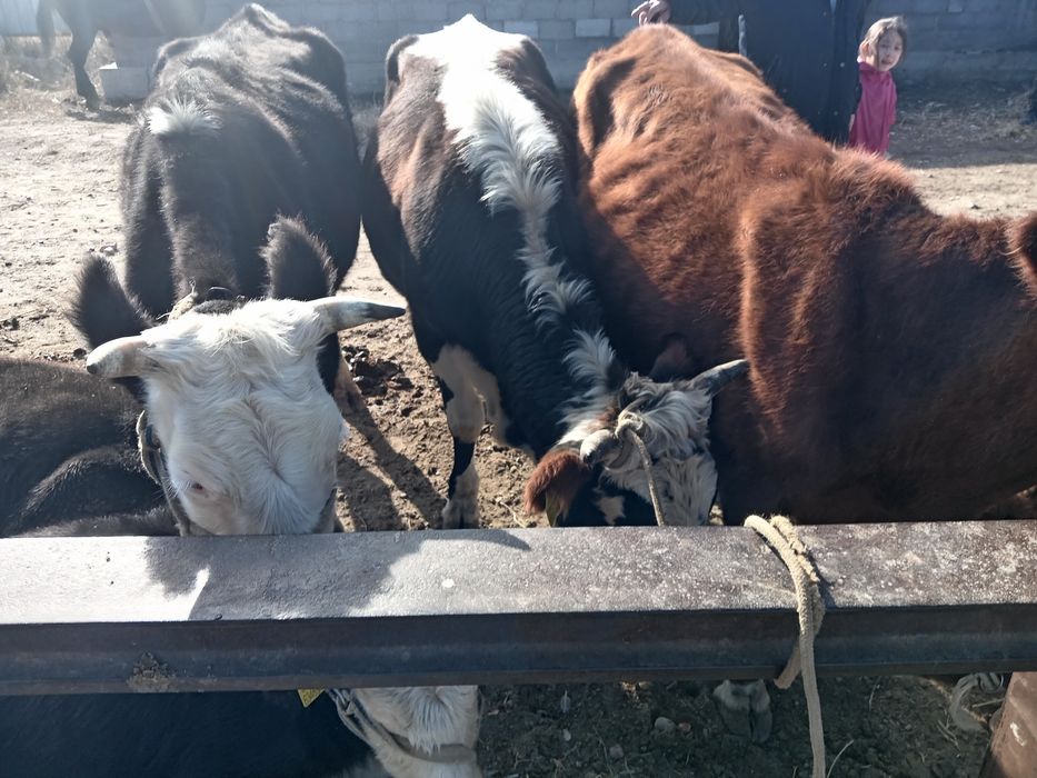 Продам 3 коровы 3года и 2 годовалый 3 сиыр 2 Тайынша