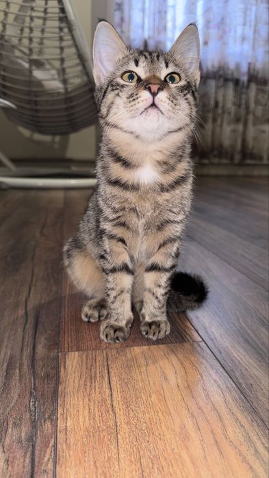 Отдаём в котенка в добрые руки