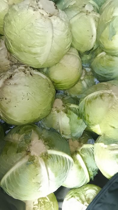 Капуста домашняя