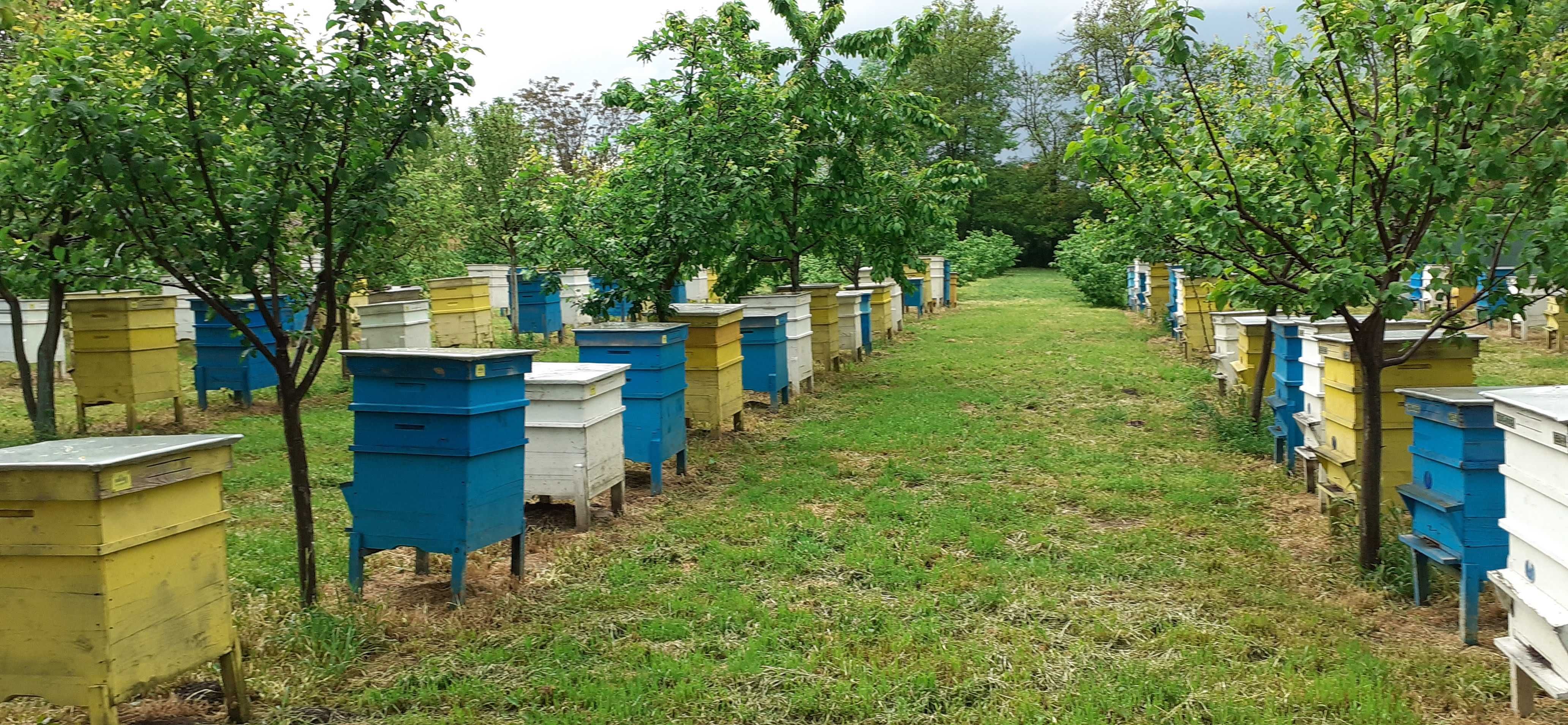 Пчелен мед от регистриран пчелин