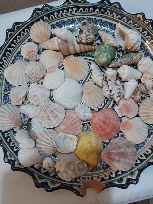 Ракушки        .