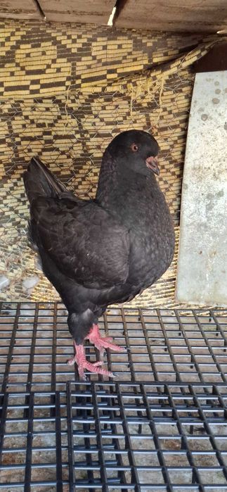 Porumbei king de vanzare