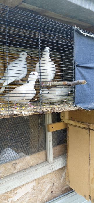 Turturele răzătoare