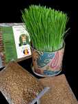 Iarba pisicii, seminte crestere verdeata pentru digestia piscii - 250g