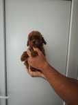 Той пудел момиченце toy poodle