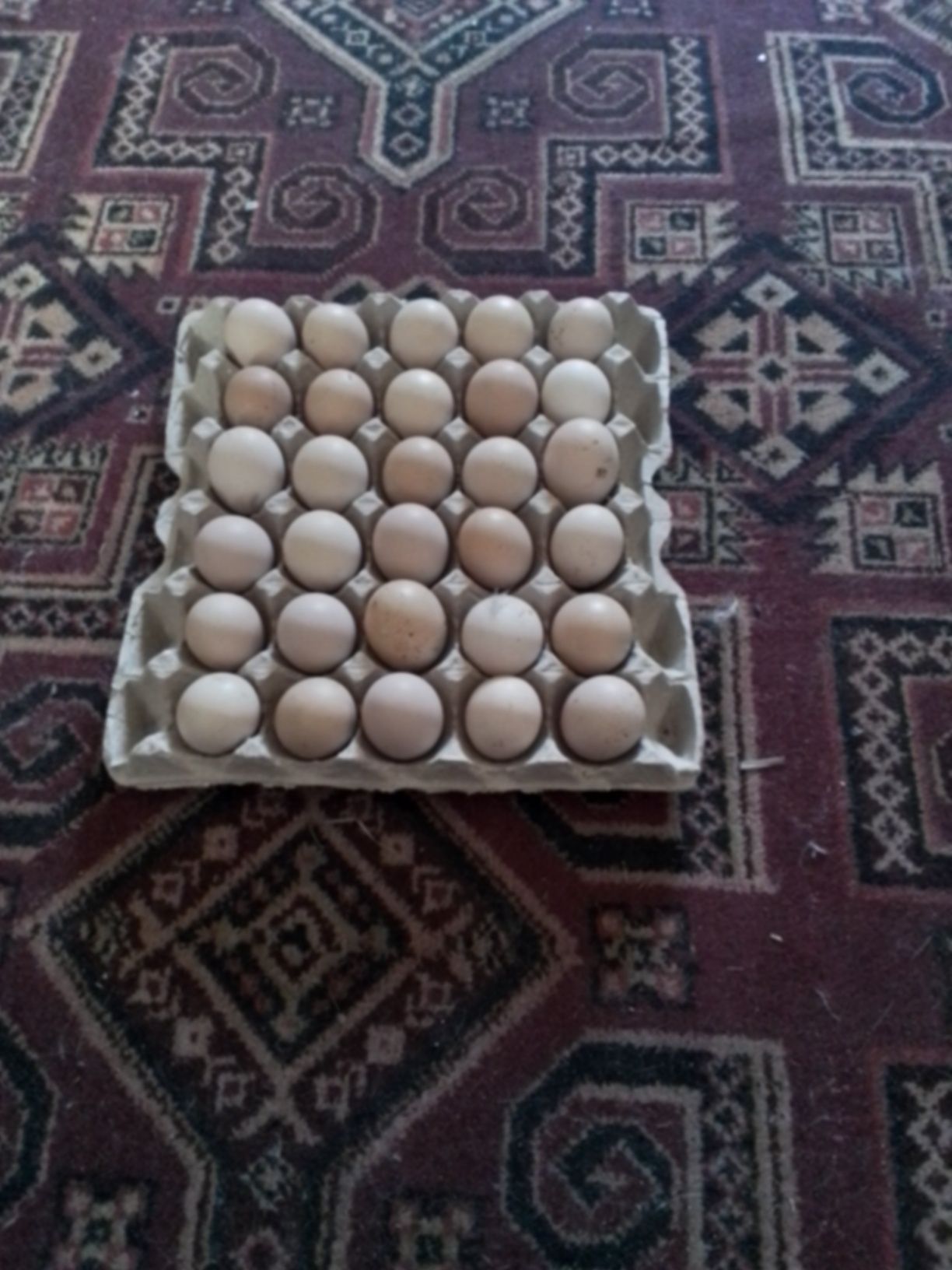 Брама инкубационное яйцо, 500 тг.