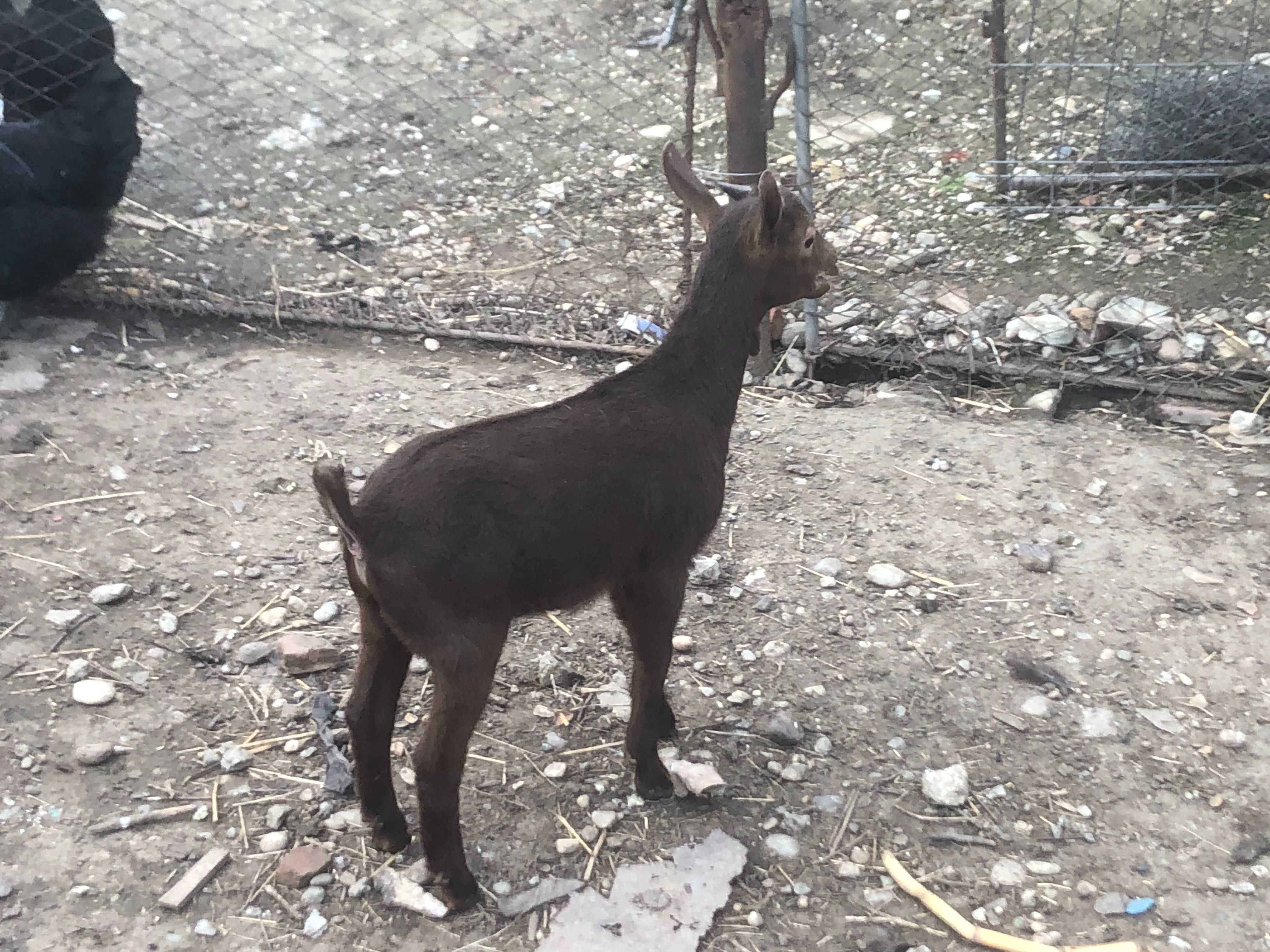 Capra Murciano Granadina
