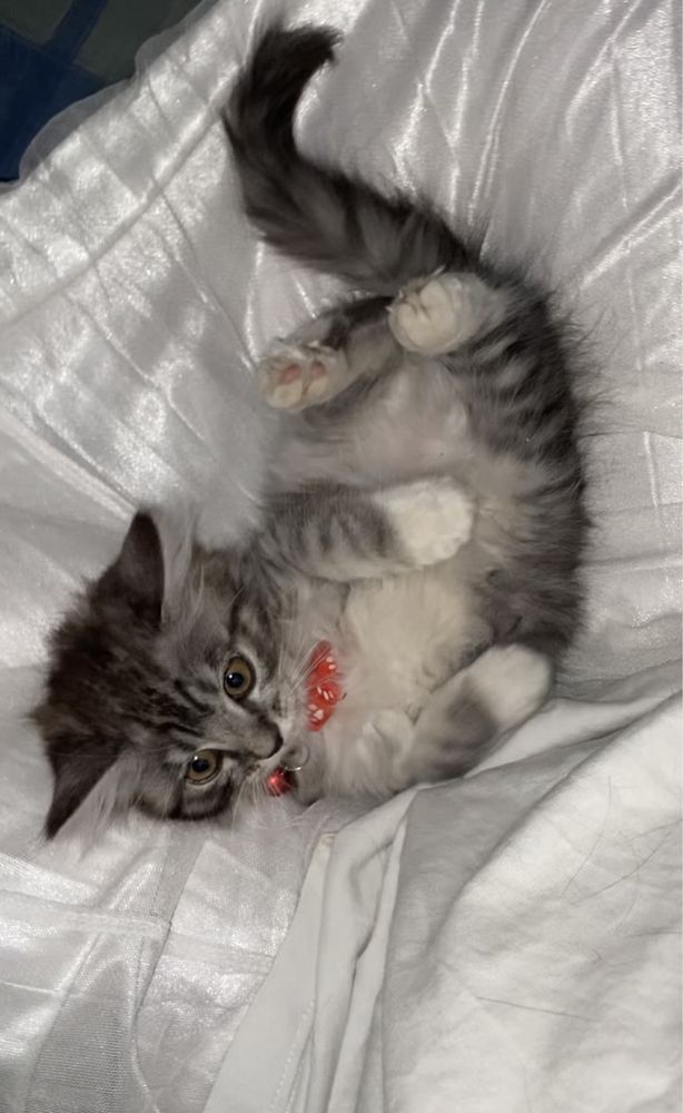 Котенок девочка Хэппи
