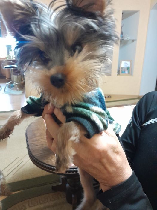 Продам йоркширского терьера