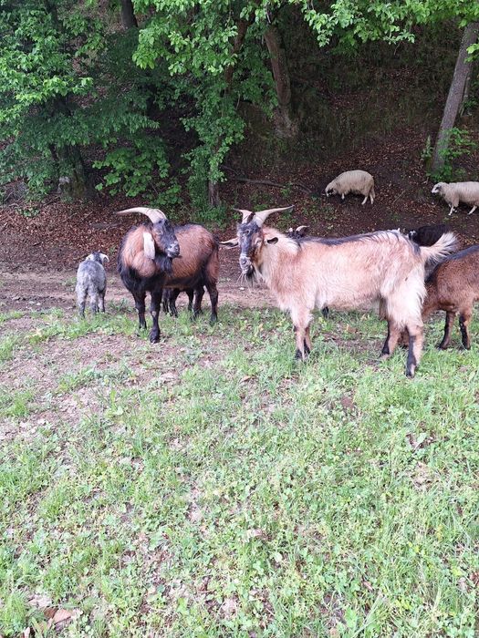 Țapi tineri de vânzare