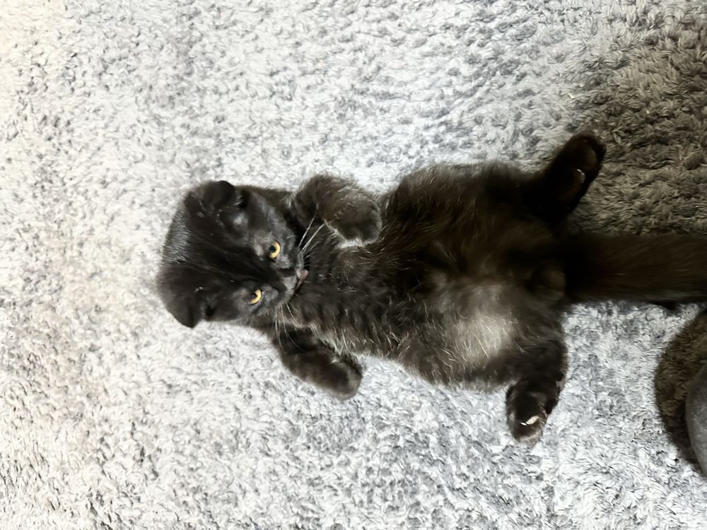 Скотиш фолд чистокровный