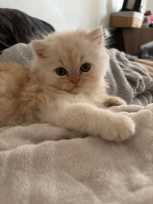 Pui persan chinchilla