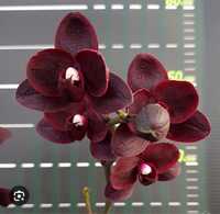 Орхидей Азия
