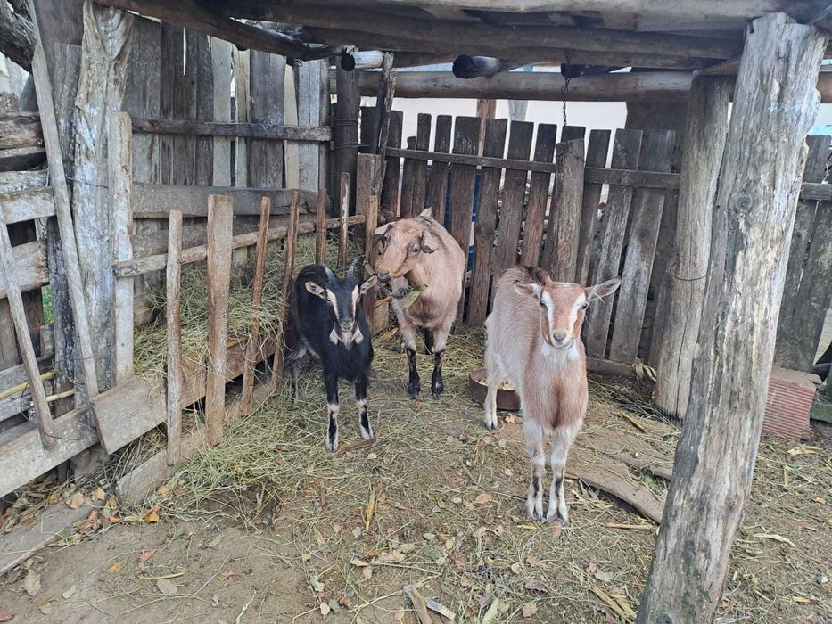 Vând capre Flămânzi