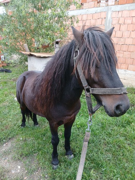 Vînd harmasar de 6 ani