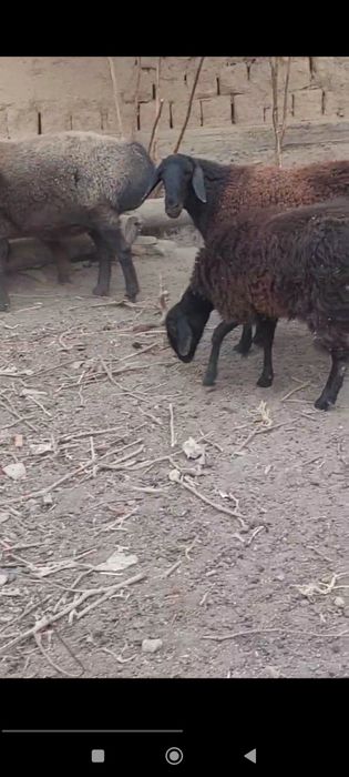 Ena bols xisori quylar sotiladi srochna