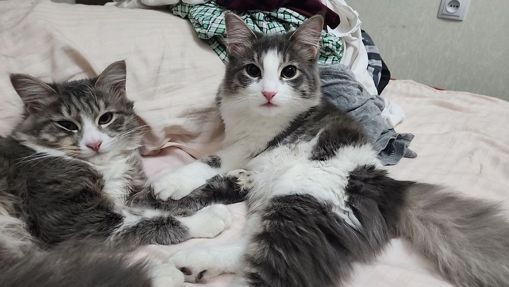 2 кошки 6 месяцев мальчик и девочка