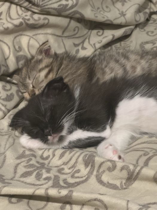 Отдам котят бесплатно