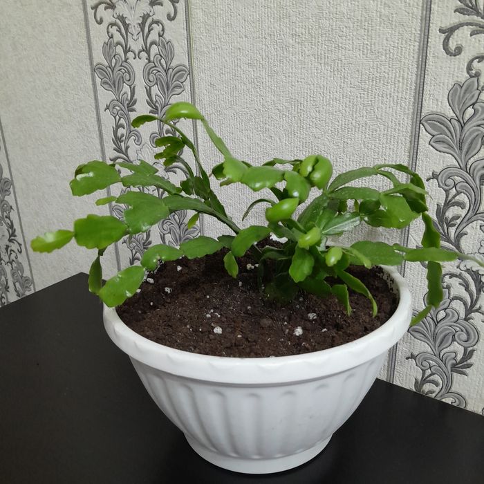 Продам в хорошем горшке