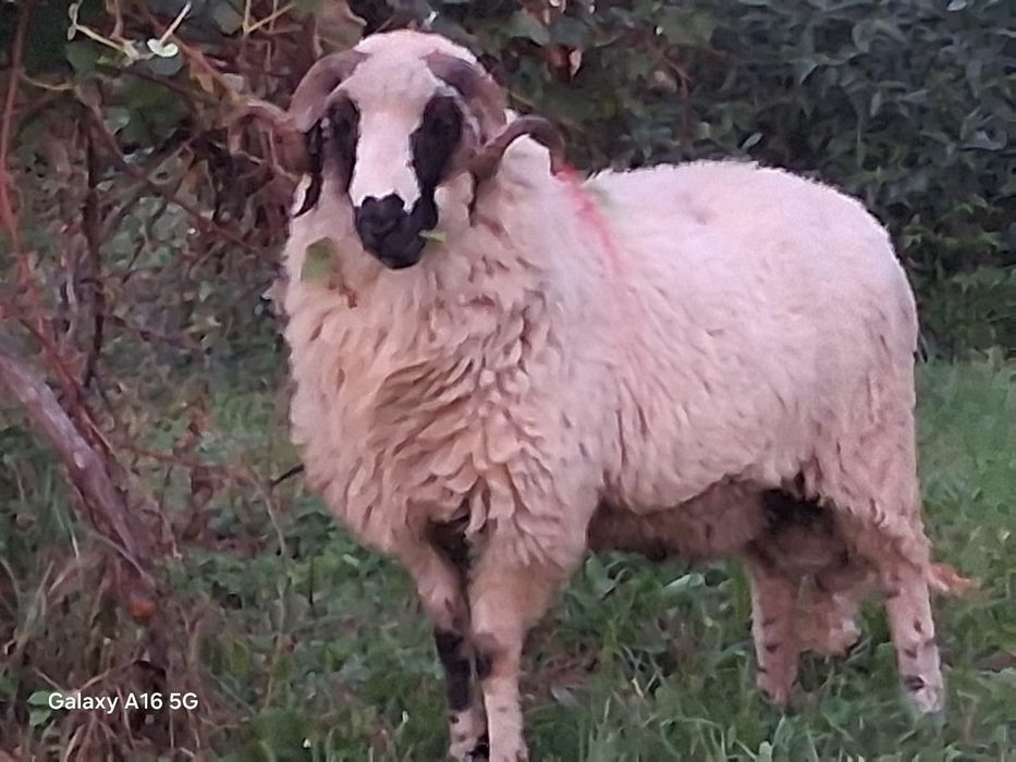 Berbec stramior disponibil foc și schimb cu oii