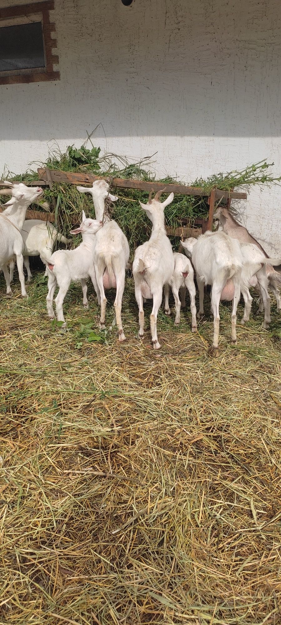 Продам дойных коз