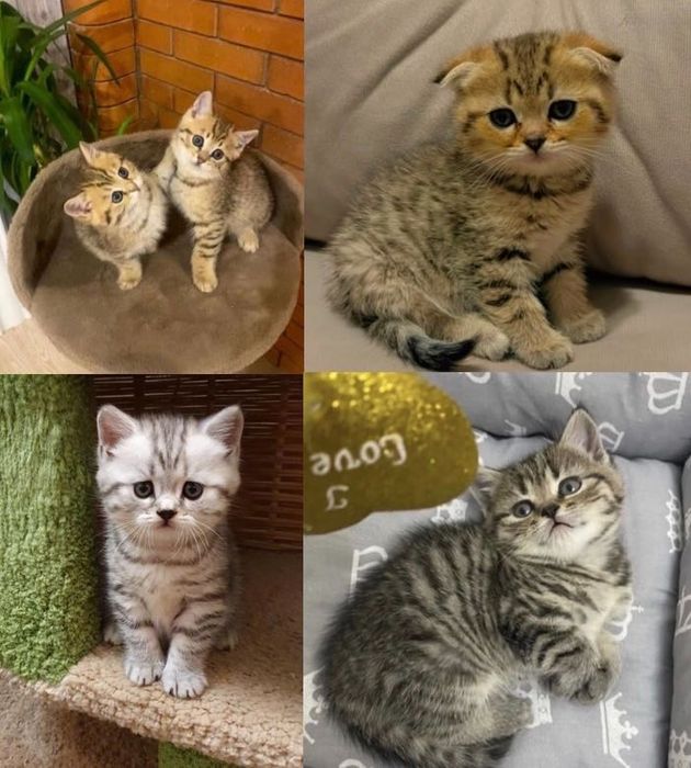 Вислоушки и Прямоушки