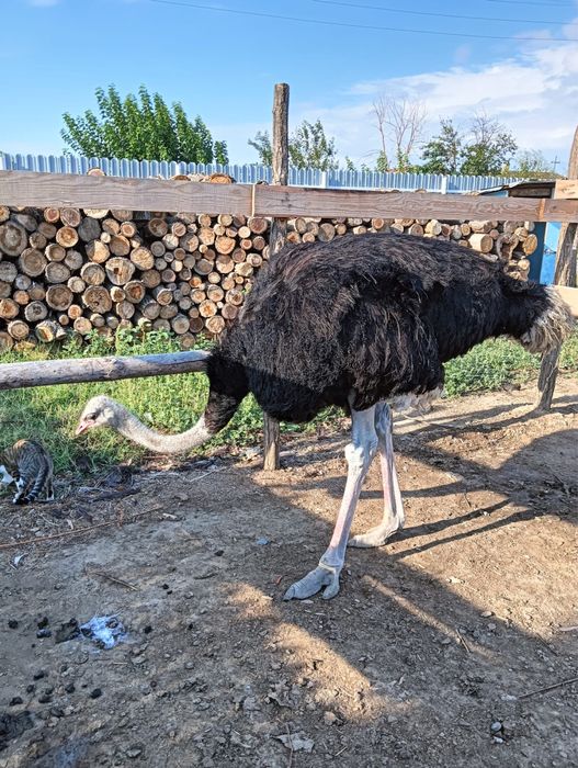 Vand struti masculi si femele