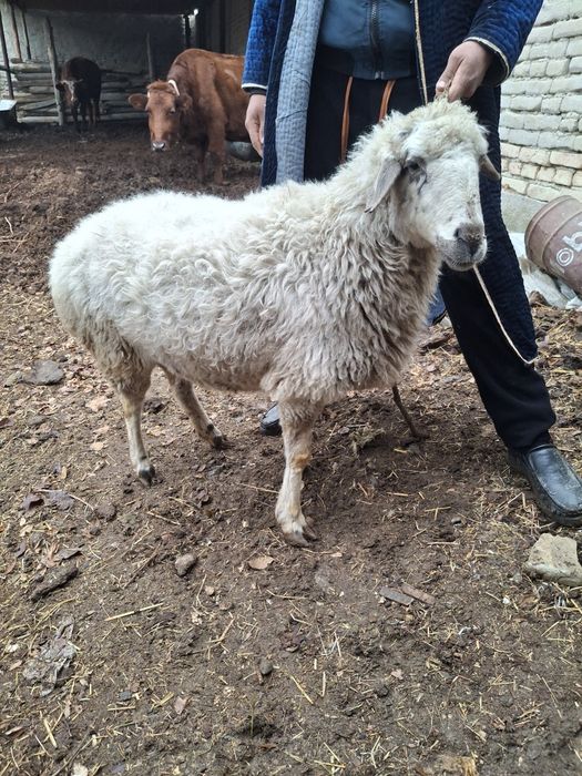 Она куй сотилади богоз 3 корнга  3 ойлик богоз