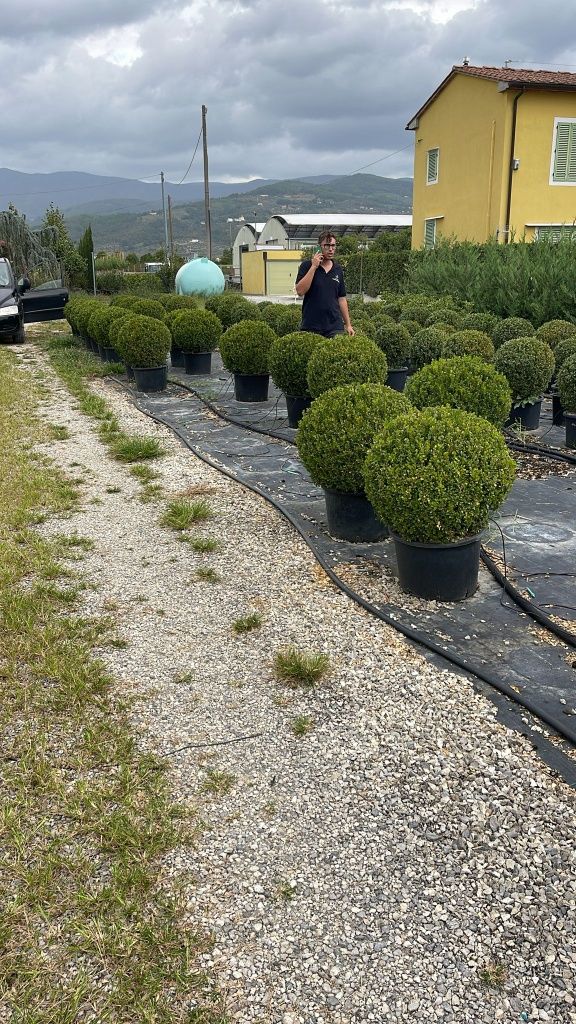 Buxus globular calitate extra (transport gratuit)