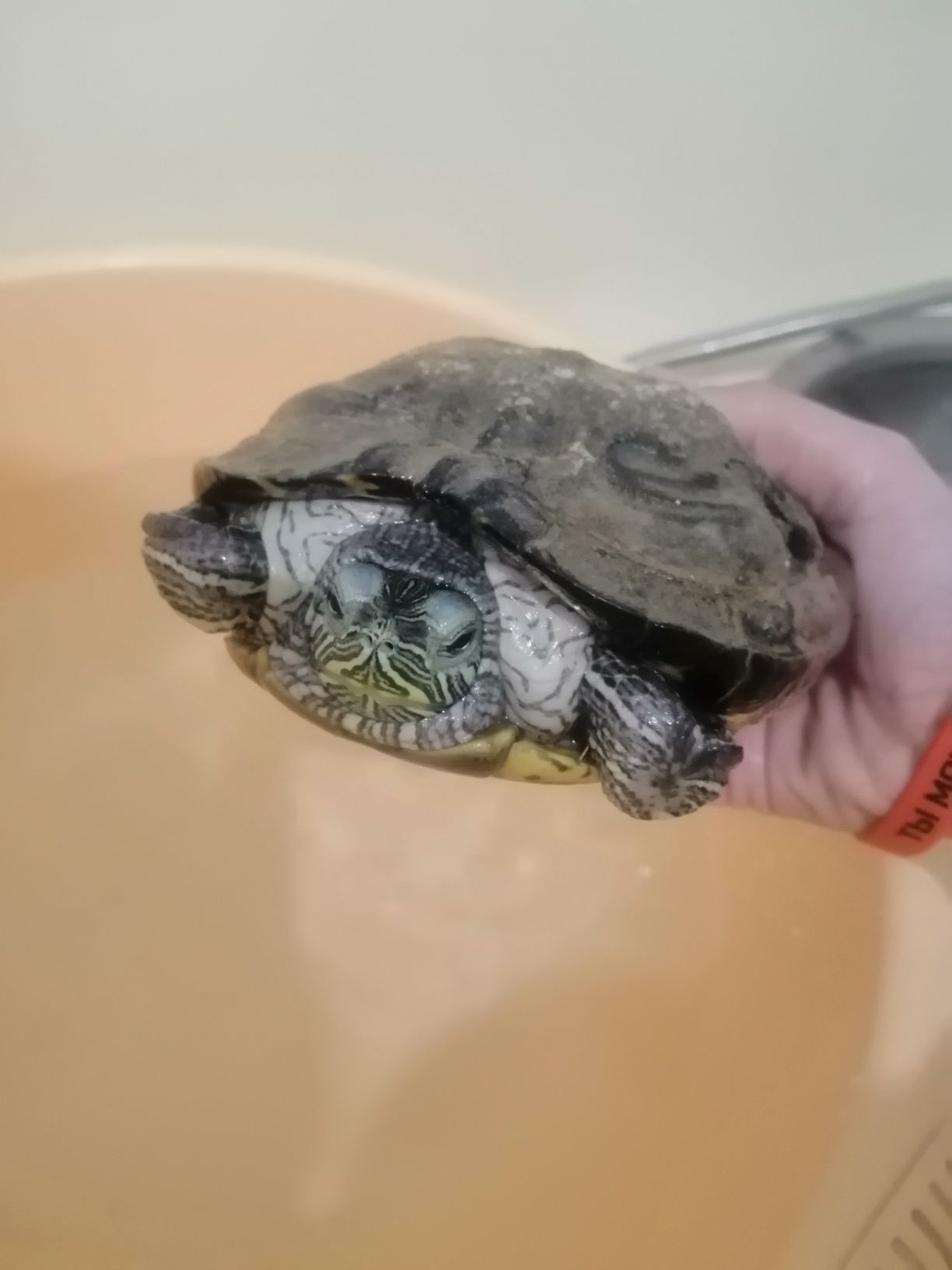 Черепахи водные две
