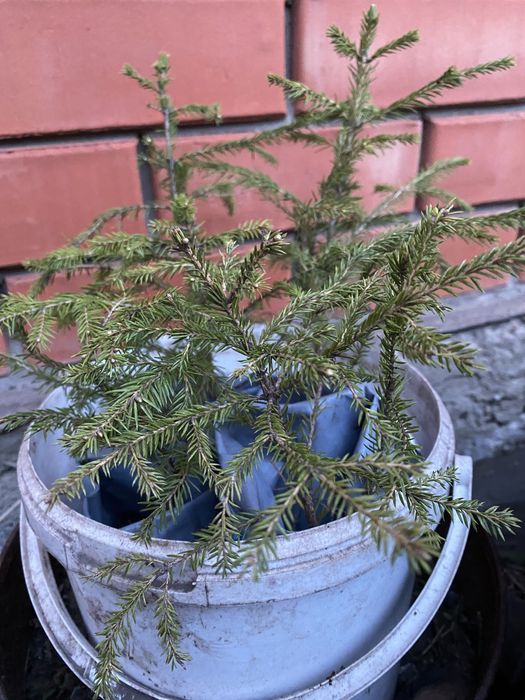 Продам сосенки