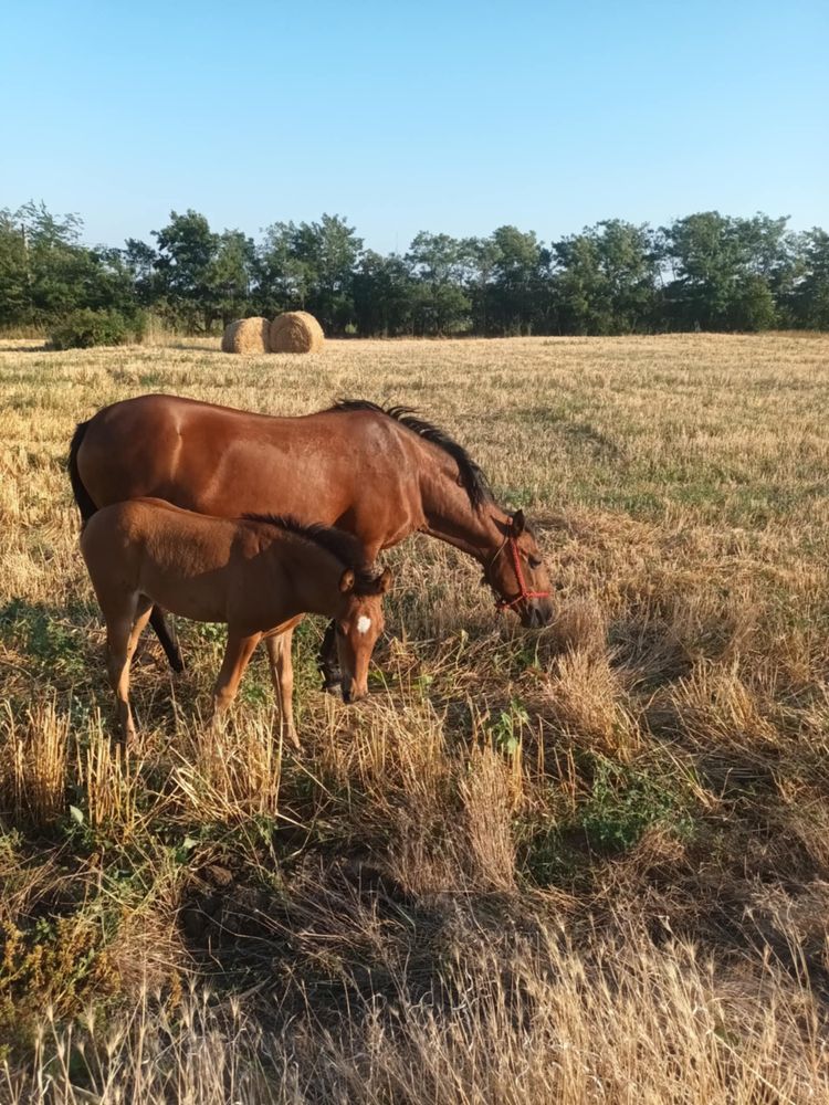 Iapă cu manză de 1 lună si jumatate, de vanzare.