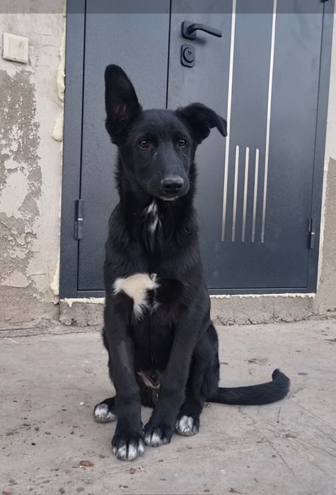 Блэк ищет дом. Доставлю!