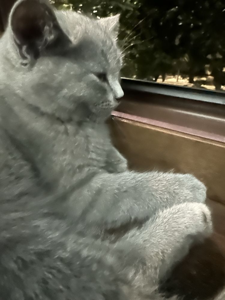 Котята шотландцы