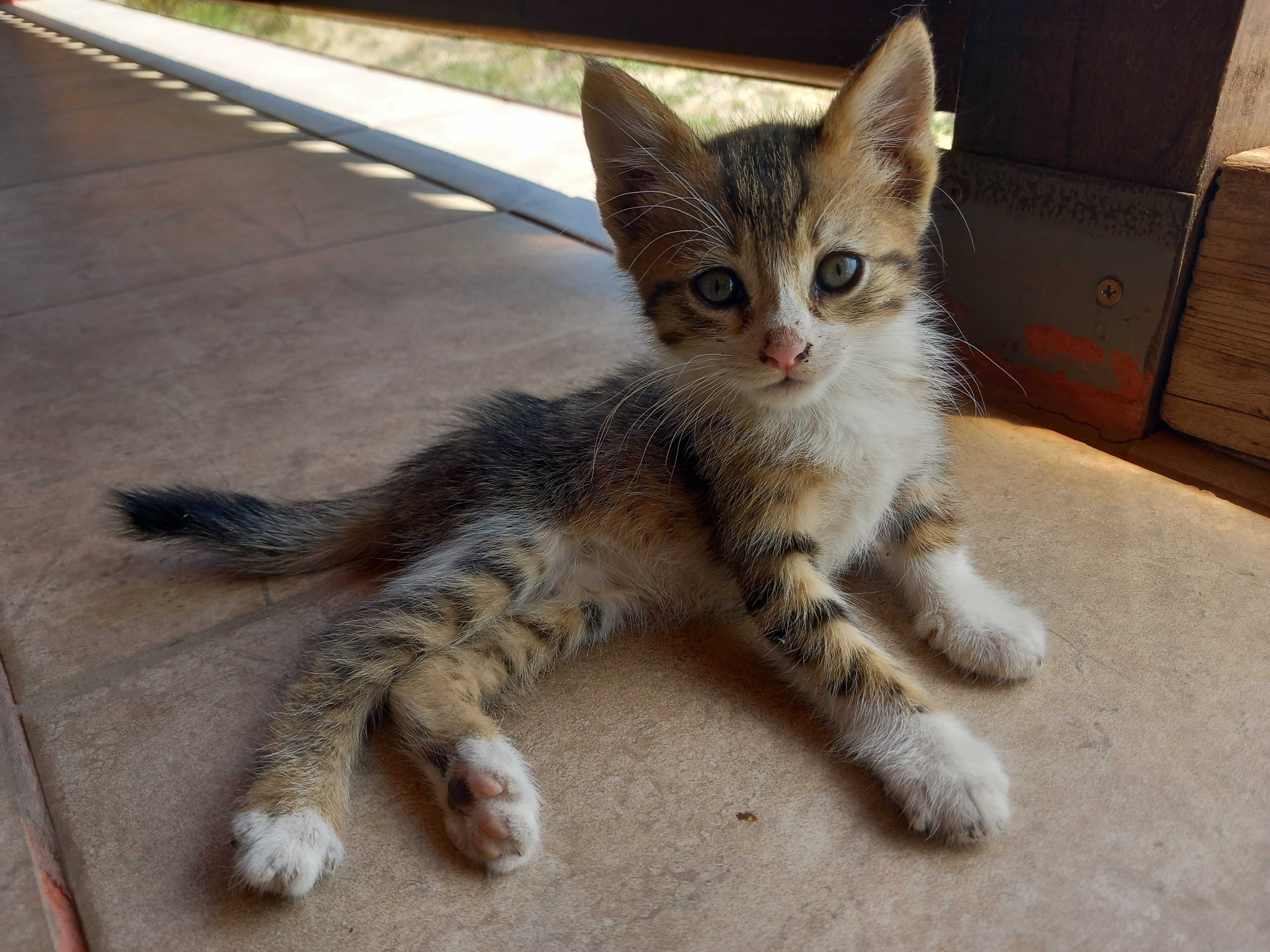 Подарявам котета
