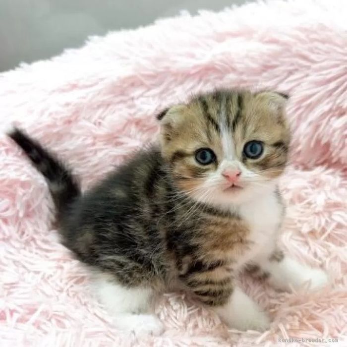 Вислоухие Шотландские Скоттиши