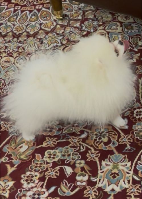 Срочно продам девочка аргинал парода