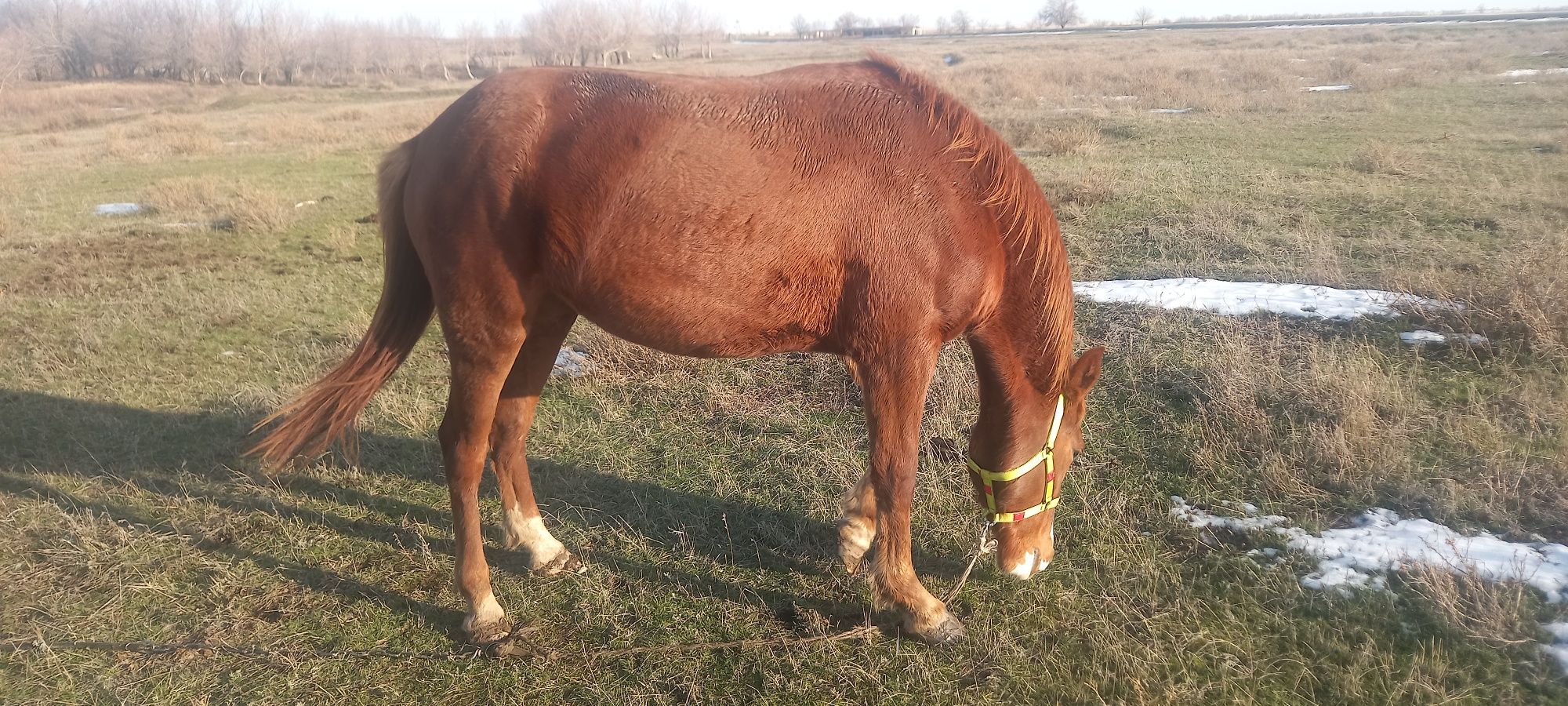 Продам кабылку 4 года знает поводок