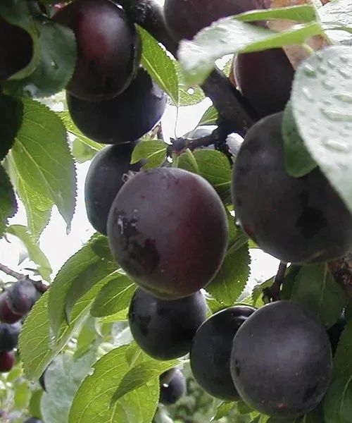 Pomi Fructiferi deosebiti  cais apeikira