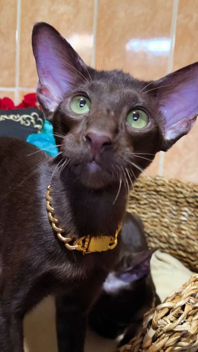 Шоколадный Ориентал - кот , а так же котята