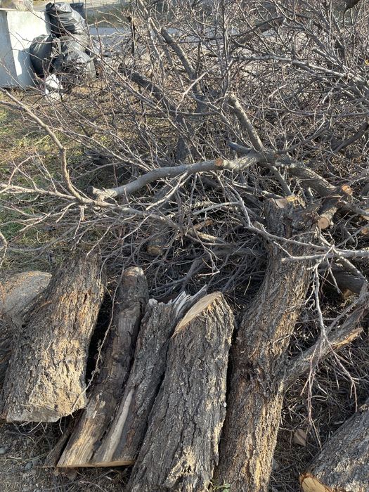 Дрова бесплатно.  Ағаш отынға тегін.