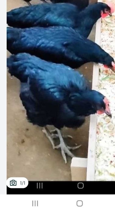 Qora tovuq va xo‘rozlar sotiladi sog‘lom shu yilki