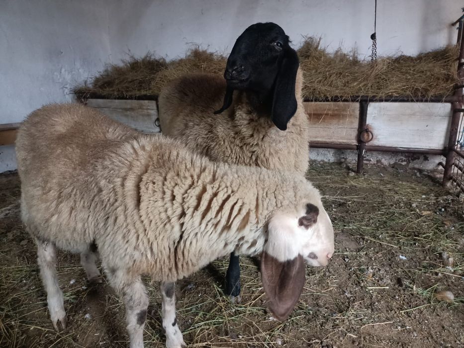 Vând sau schimb sârbesc