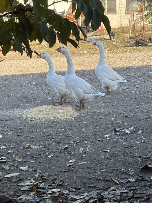 Млади гъски Холмогори и еденски и смес