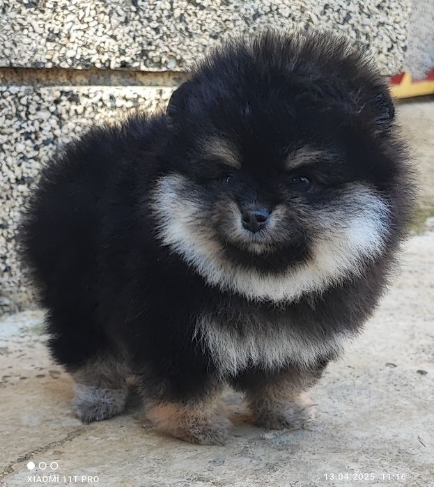 Померан померанче